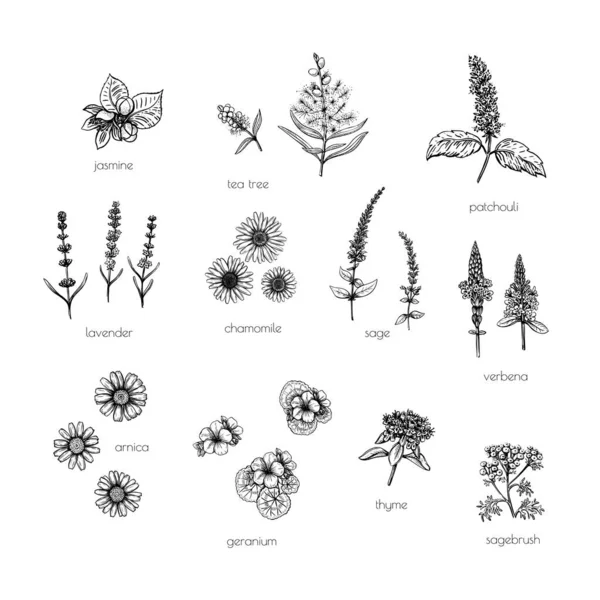 Ilustración de conjunto vintage con dibujo de aroma de flor negro sobre fondo blanco. Diseño de primavera. — Vector de stock