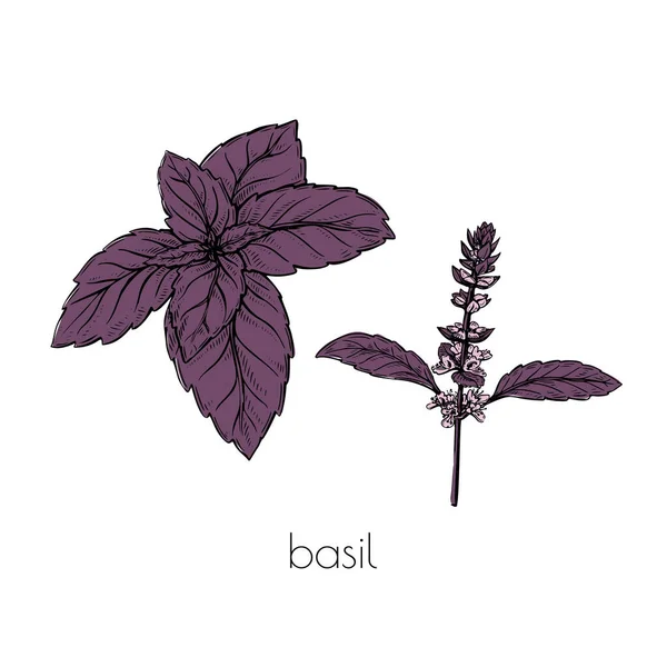 Esboço de flor de manjericão roxo definido em estilo vintage no fundo branco. Desenho vetorial. Desenho de linha desenhada à mão. — Vetor de Stock