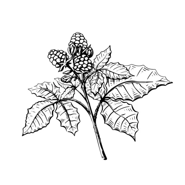 Björnbärsskiss i handritad stil på svart bakgrund. Söta frukter. Vintage blommig illustration. Isolerade vektorsöta livsmedel. — Stock vektor