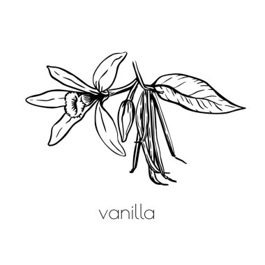 Klasik vanilya çiçeği resmi çizilmiş, her şey için harika bir tasarım. Vektör beyaz arkaplan.
