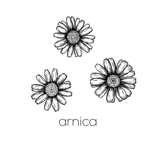 Arnicas blomskiss. Handritad stil. Lämnar mönster. Vacker blommig bakgrund design. Linjekonst. — Stock vektor