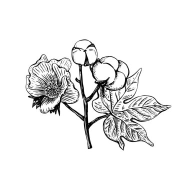 Beyaz arka planda siyah pamuk çiçeğini klasik tarzda çiz. Klasik vektör çizimi. Dekorasyon malzemesi. Dekoratif unsur. Grafik tasarım elementi. Organik tekstil. Eski baskı