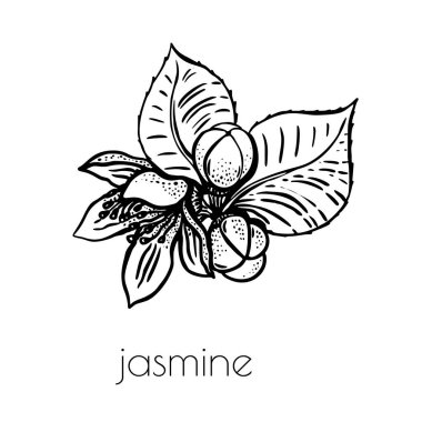 Çizgi sanatı yasemin eskizi dekoratif tasarım için. El çizimi basit bir klasik illüstrasyon. Satır sanatı.