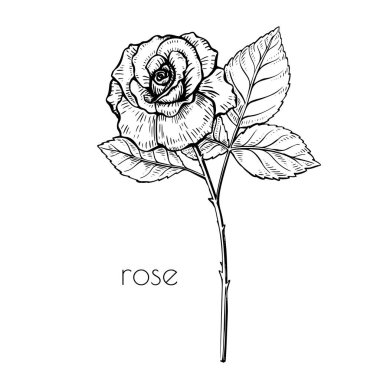 Dekoratif tasarım için gül çiçeği çizimi. Vektör sanat illüstrasyonu. Romantik tarzda. Çiçek rengi arkaplanı.
