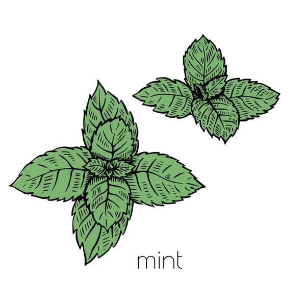 ミントは白い背景にスケッチスタイルで植物を残します。自然ベクトル。料理のイラストデザイン。孤立した図面. — ストックベクタ