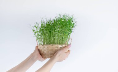 Beyaz zemin üzerinde yeşil bezelyeler.