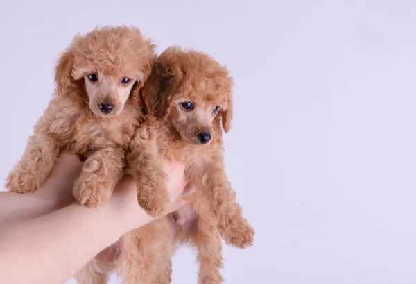 Close-up retrato de poodle de brinquedo de damasco — Fotografia de Stock