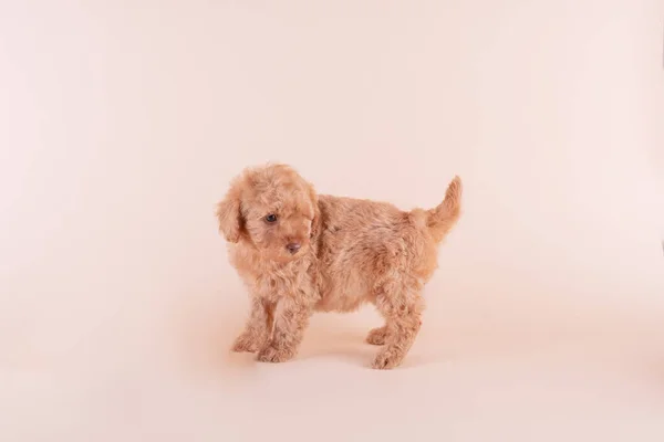 アプリコット子犬のおもちゃのプールの肖像 — ストック写真