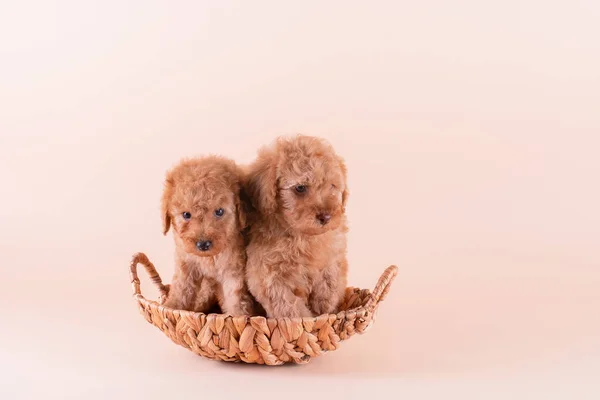 Retrato de cachorro de damasco brinquedo poodle — Fotografia de Stock