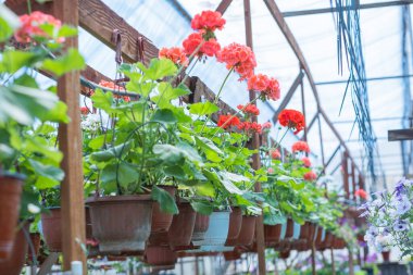 Kırmızı sardunya çiçekleri.