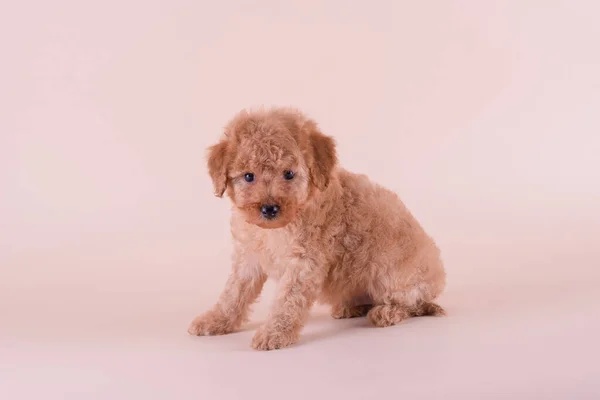 Πορτρέτο του poodle κουτάβι βερίκοκο — Φωτογραφία Αρχείου