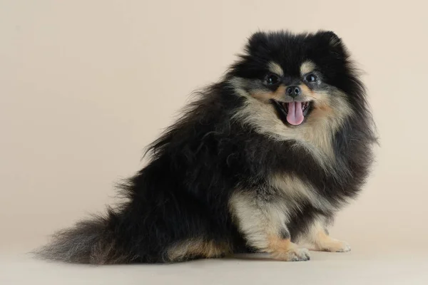 Lindo perro de Pomerania — Foto de Stock