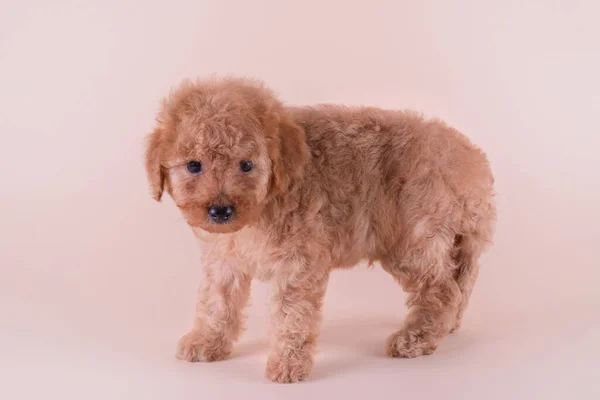 Retrato de cachorro de damasco brinquedo poodle — Fotografia de Stock