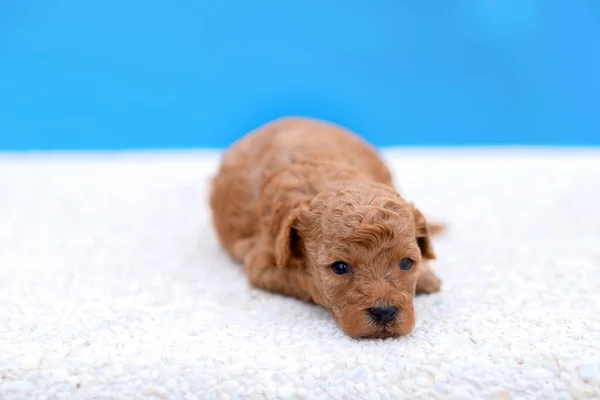 Two little red toy poodle puppies in female hands. — Stock Photo, Image