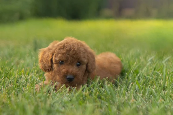 Red toy poodle lies on the grass in the garden. — Stockfoto