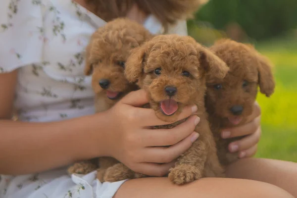 Três poodles de brinquedo vermelho estão sentados nos braços de uma menina no jardim — Fotografia de Stock
