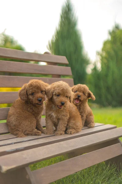 Três poodles de brinquedo vermelho estão sentados em um banco no jardim. — Fotografia de Stock