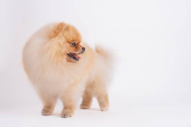 Pomerenian tükürük köpeği