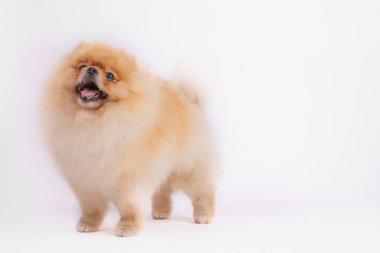 Pomerenian tükürük köpeği