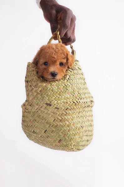 Toy poodle puppy — Stock Photo, Image