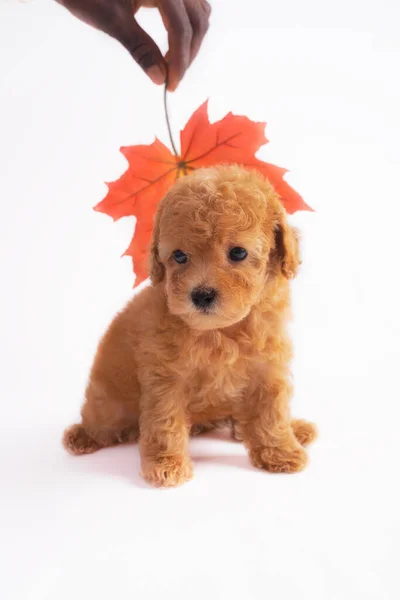 Abrikoos poedel pup — Stockfoto