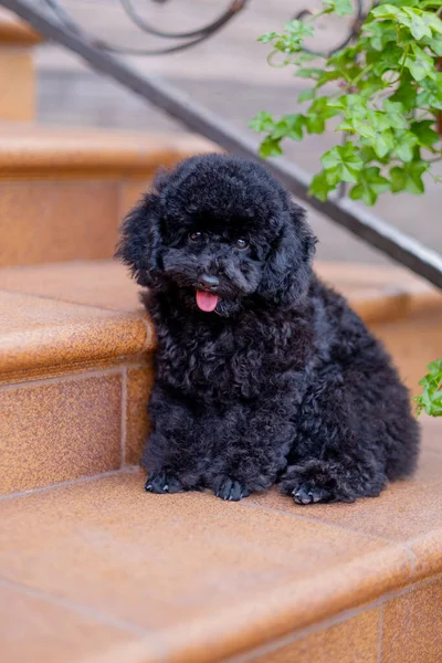 Hund sitzt auf Treppe, — Stockfoto