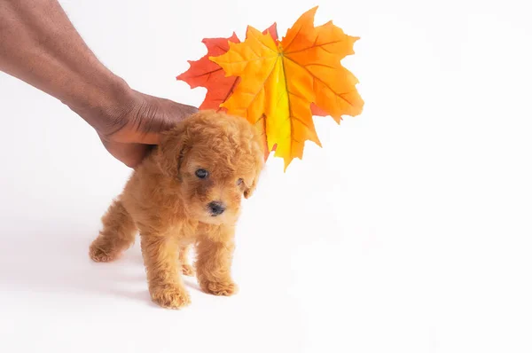 Filhote de cachorro poodle de damasco — Fotografia de Stock