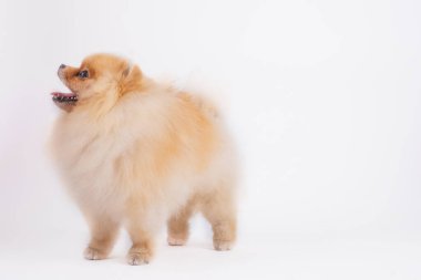 Pomerenian tükürük köpeği