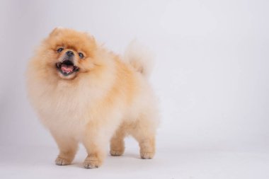 Pomerenian tükürük köpeği