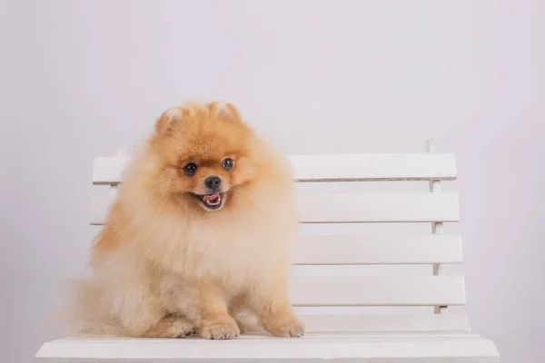 Pomerenian spitz dog — Stock fotografie