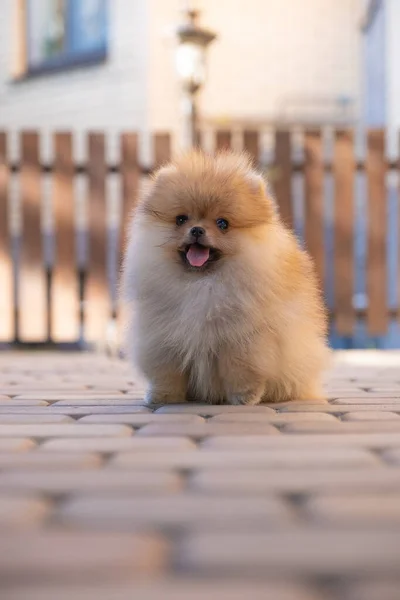 Little puppy spitz — Stock Photo, Image