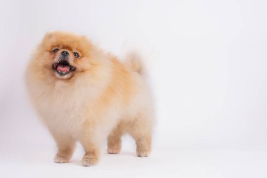 Pomerenian tükürük köpeği