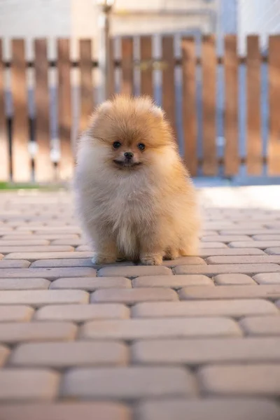 Little puppy spitz — Stock Photo, Image