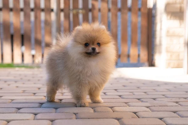 Piccolo spitz di cucciolo — Foto Stock