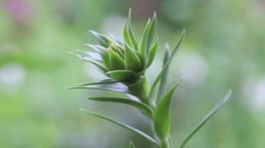 Yaz bahçesinde açık havada bahar çiçekleri.
