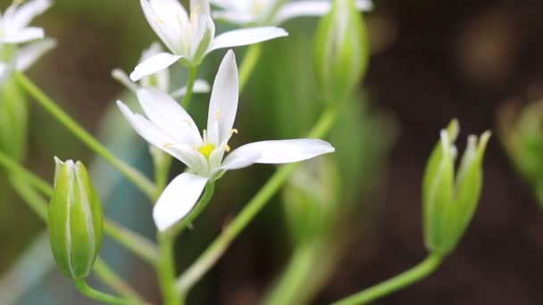 Fleurs de printemps dans le jardin d'été en plein air .