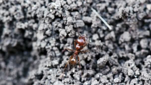 アリは、地面に巣穴を作る。マクロ撮影. — ストック動画