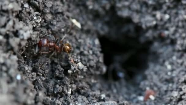 Formigas fazem toca no chão. Macro shot . — Vídeo de Stock