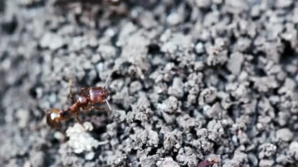 Las hormigas hacen madriguera en el suelo. Macro tiro . — Vídeos de Stock