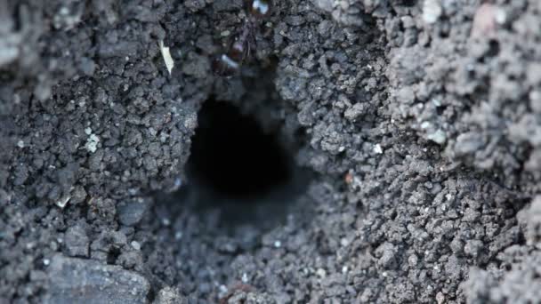 Les fourmis creusent des terriers par terre. Macro shot . — Video