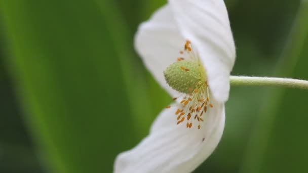 Flores de primavera en el jardín de verano al aire libre . — Vídeo de stock