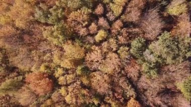 Sonbahar zamanı vahşi orman manzarası, renkli ağaçlar ve çam ağaçları. Rostov-on-Don. Rusya.