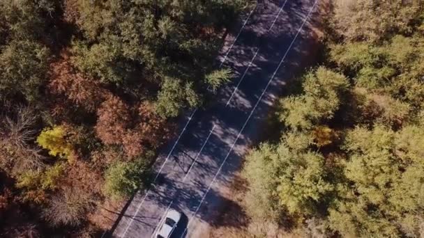 Vista aérea de la carretera en el hermoso bosque de otoño al atardecer. Hermoso paisaje con tráfico por carretera, árboles con hojas rojas y naranjas. Autopista a través del parque. Vista superior desde el avión no tripulado volador. Naturaleza — Vídeo de stock