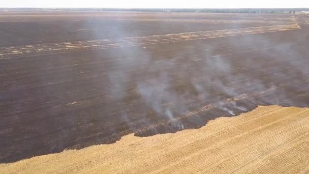 Flygfoto av brinnande och brända torra fält. Torrt gräs brinner i reservatet. Naturkatastrof. Marken är täckt med svart aska efter branden. Ovanifrån drönarskott. Jordens skönhet. — Stockvideo