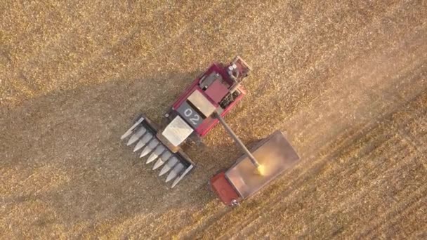 Widok z lotu ptaka na kombajn i ciężarówkę pracującą w rolnictwie. Zbierz zboże, sezon letni. widok z góry dron zdjęcia. — Wideo stockowe