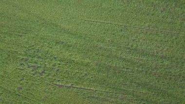 Hava görüntülü dron kamera yeşil mısır tarlasında dönüyor. Tarım gıda üretimi, yukarıdan plantasyon, ekin hasadı dokusu, yakınlaşan tarım arazisi.