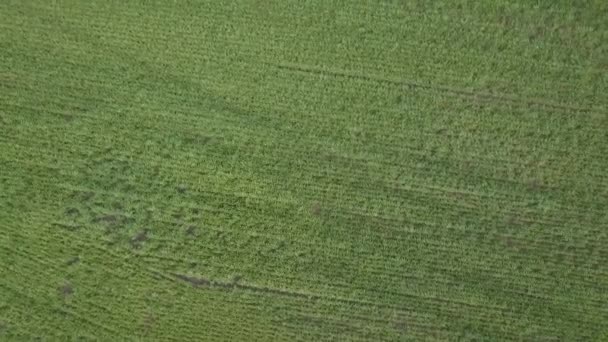 Letecká kamera se točí nad zeleným kukuřičným polem. Zemědělství produkce potravin, výsadba shora, shora pohled na textury plodin, zvětšení zemědělské půdy — Stock video