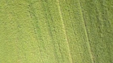 Yukarıdan aşağıya insansız hava aracı yeşil buğday tarlasının üzerinde uçuyor. Mısır gevreği bitkileri, tarım endüstrisi. Doğal doku hareketi, rüzgarda sallanan buğday sapları. Organik ürün ekin
