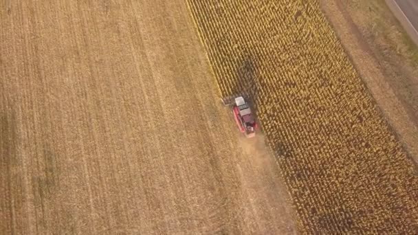 Tarım sektöründe çalışan bir biçerdöveri hava görüntüsü. Tahıl tarlası, yaz mevsimi. Drone fotoğrafı. - Rusya. Krasnodar bölgesi. — Stok video