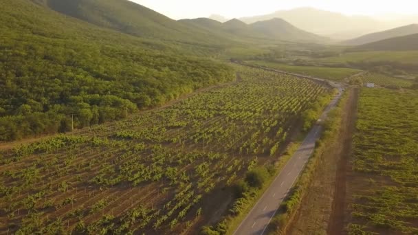クリミアの山の中の美しいブドウ畑。コッテベル。空中ドローンビデオ. — ストック動画